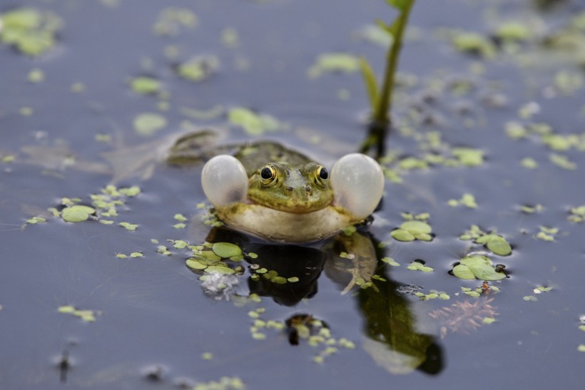 池塘里的青蛙图片(10张)