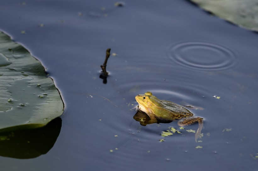 池塘里的青蛙图片(10张)