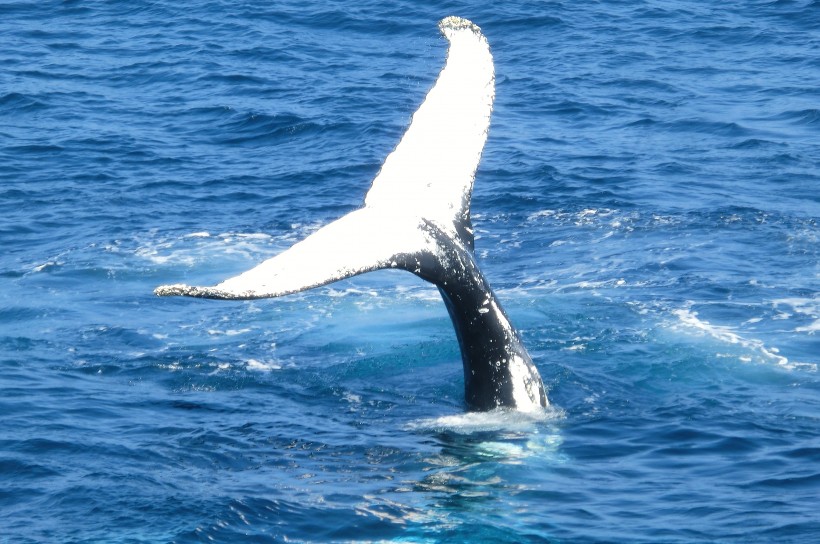 浮出水面的鲸鱼图片(13张)