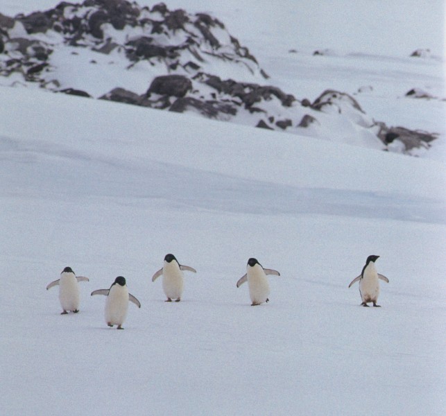 高清企鹅接吻搞笑图片(12张)