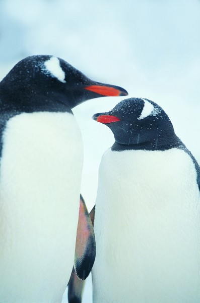 高清企鹅接吻搞笑图片(12张)