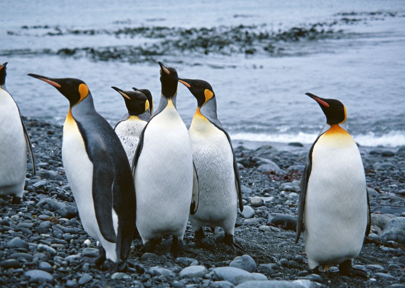 高清企鹅群居生活图片(29张)