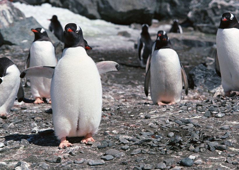 高清企鹅群居生活图片(29张)