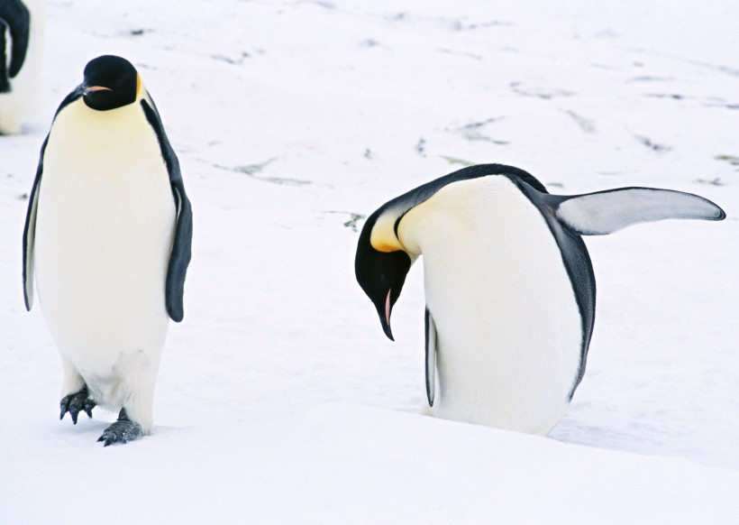 高清企鹅特写图片(16张)