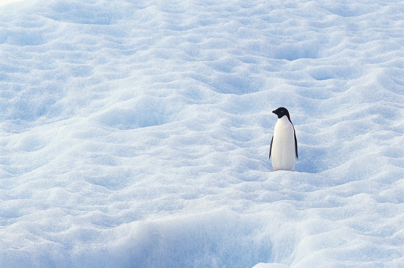高清企鹅特写图片(16张)