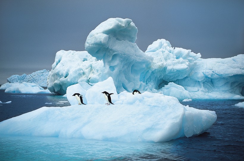 高清企鹅跳水图片(12张)
