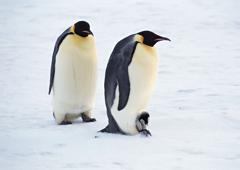 高清温馨企鹅家庭图片(14张)