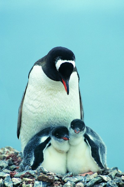 高清温馨企鹅家庭图片(14张)
