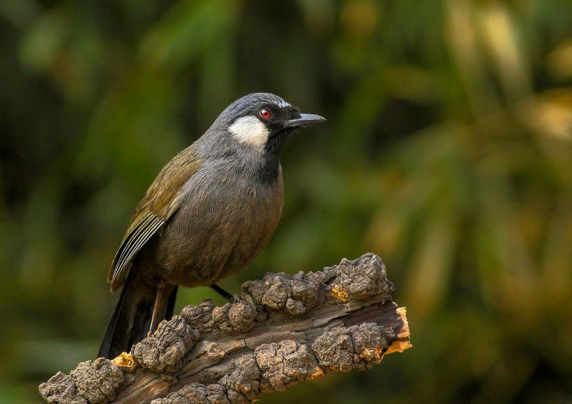 黑喉噪鹛鸟类图片(10张)