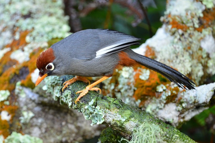 可爱的红头噪鹛鸟类图片(6张)