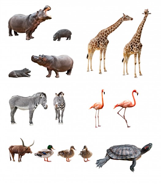 各种动物图片(10张)