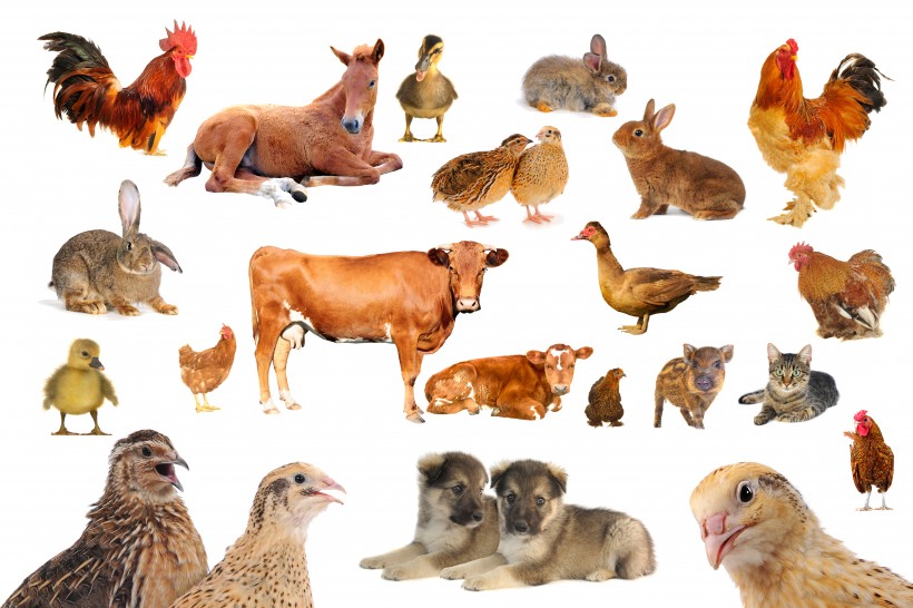 各种动物图片(10张)