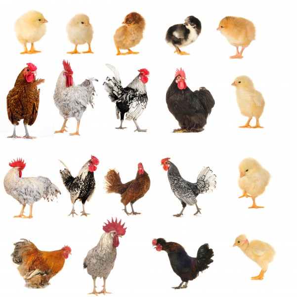 各种类型的鸡图片(11张)
