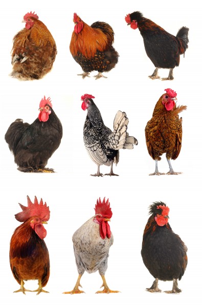 各种类型的鸡图片(11张)