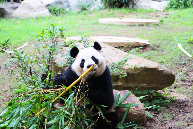 可爱无敌的大熊猫图片(15张)