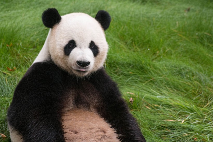 快乐玩耍的熊猫图片(5张)