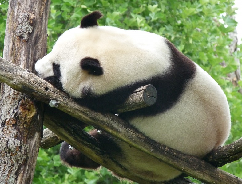 淘气的熊猫图片(11张)