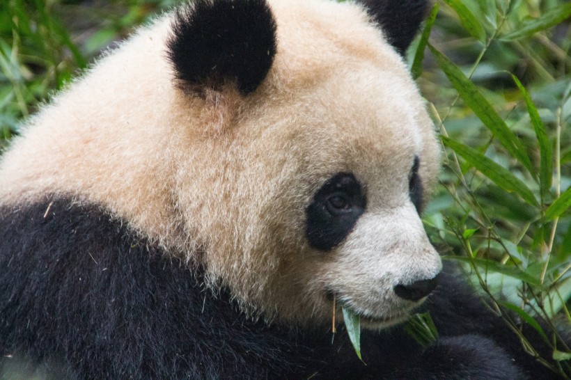 可爱无敌大熊猫图片(8张)