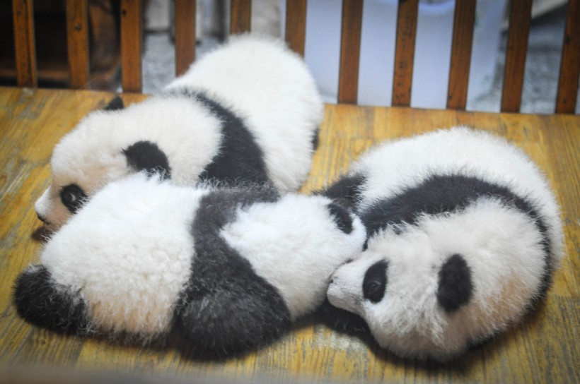 可爱无敌的大熊猫图片(15张)