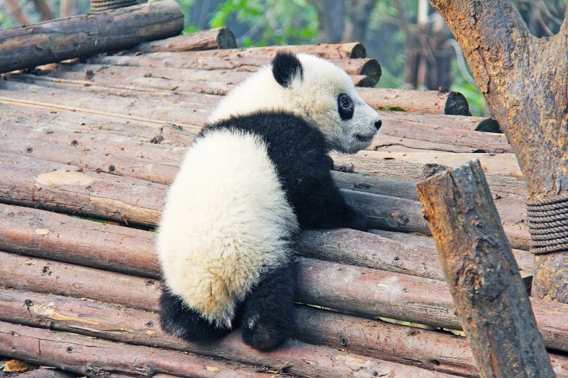 国宝大熊猫图片(12张)