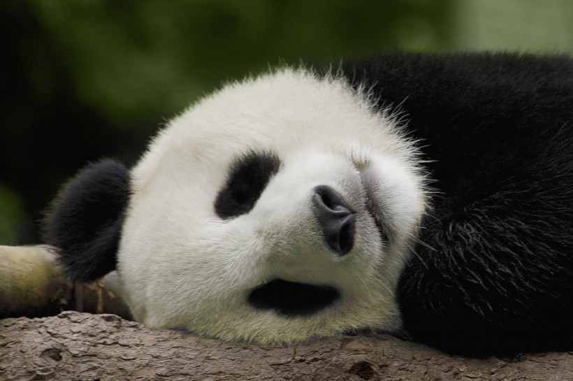 可爱无敌的大熊猫图片(15张)