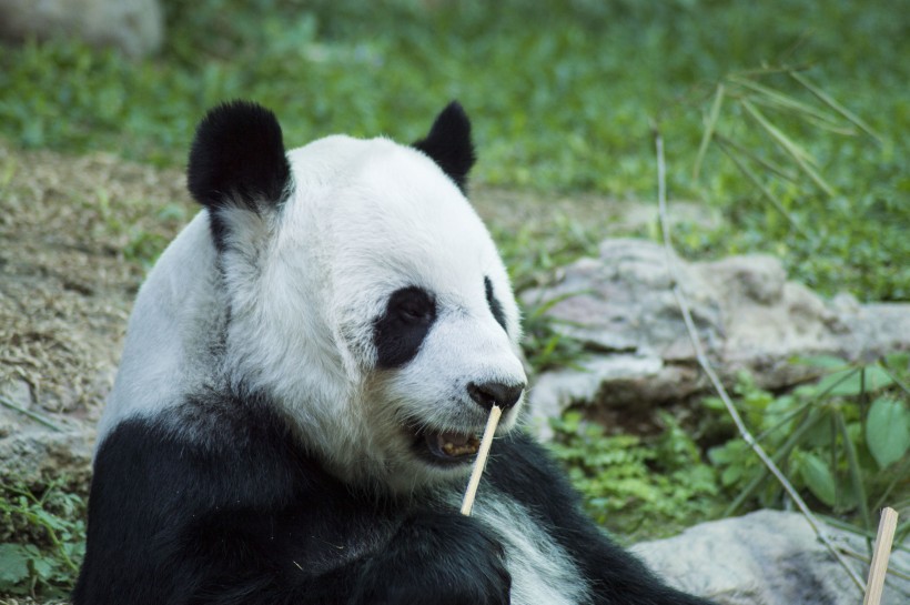 可爱无敌大熊猫图片(8张)