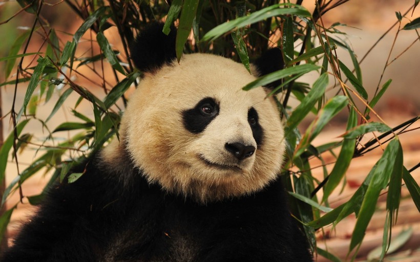 可爱的大熊猫图片(25张)