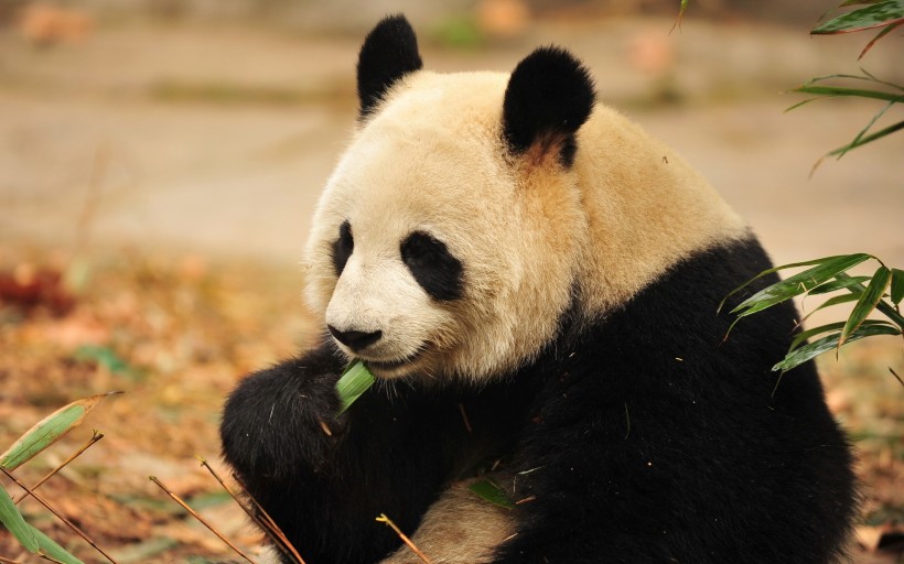 可爱的大熊猫图片(25张)