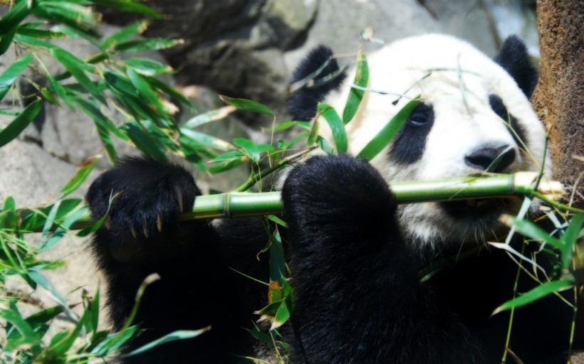 可爱的大熊猫图片(25张)