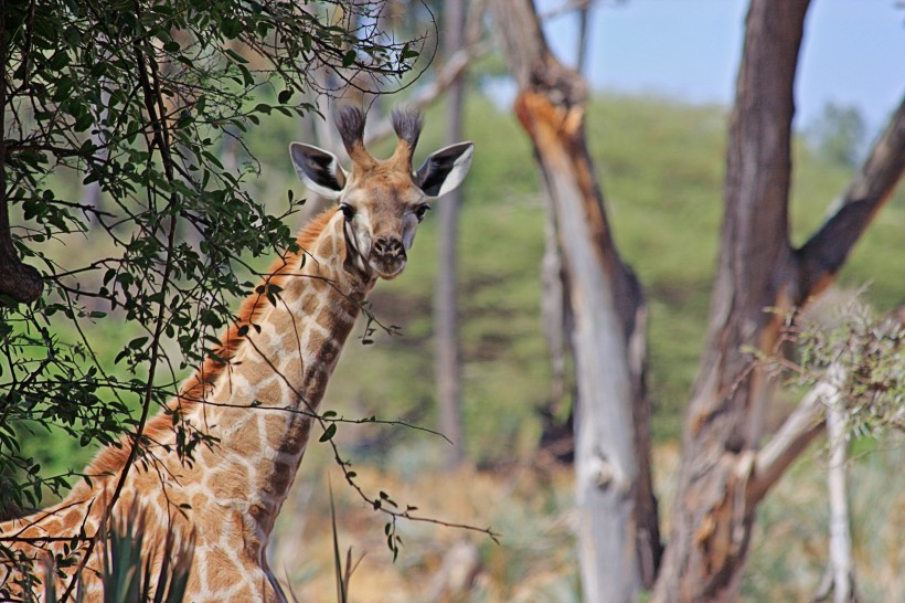 高大的长颈鹿图片(14张)