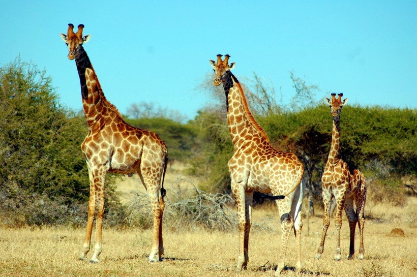 高大的长颈鹿图片(14张)