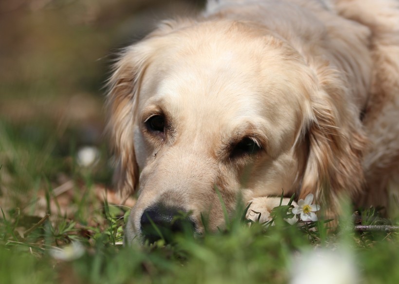 金毛犬图片(10张)