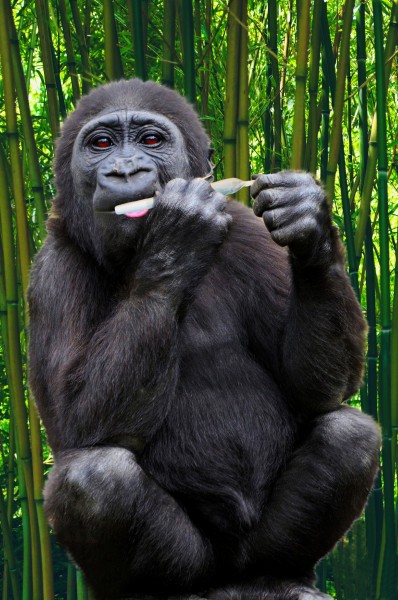 可爱的大猩猩图片(12张)