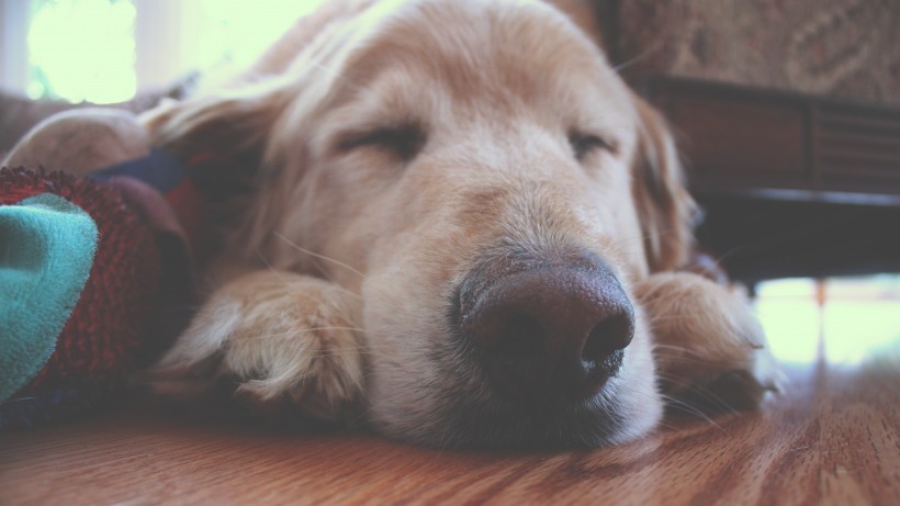 可爱的睡梦中的狗狗图片(32张)