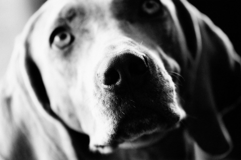 狗的黑白图片(36张)