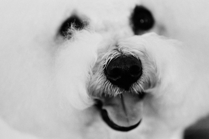 狗的黑白图片(36张)