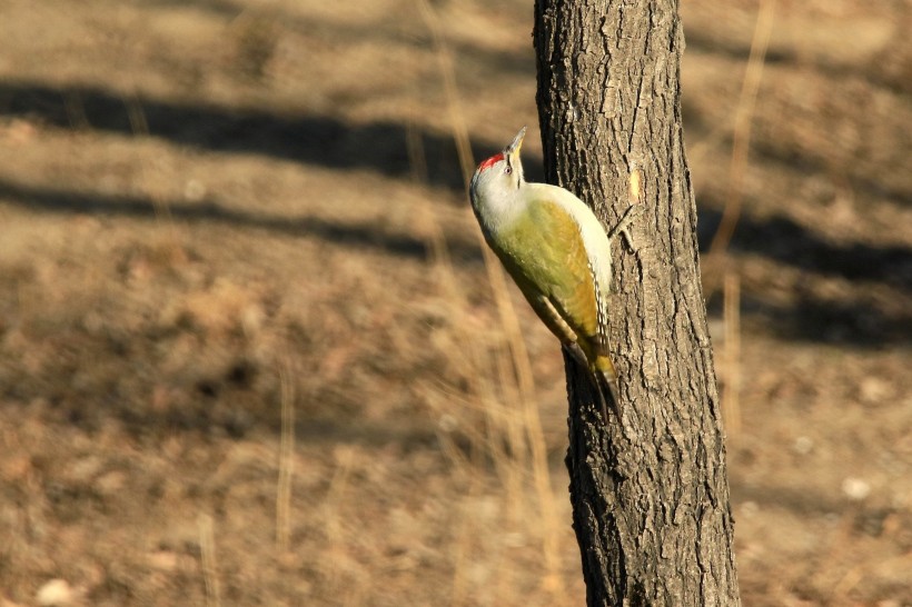 灰头绿啄木鸟图片(7张)