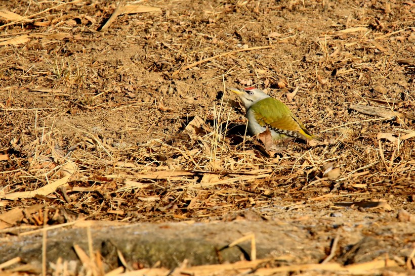 灰头绿啄木鸟图片(7张)