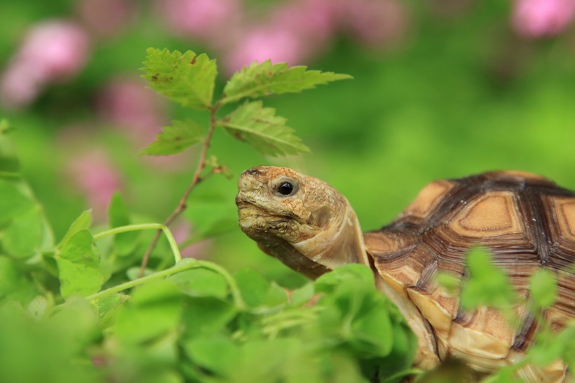 陆龟苏卡达图片(11张)