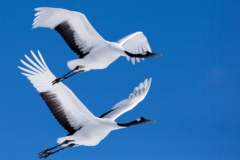 白色的丹顶鹤鸟类图片(8张)
