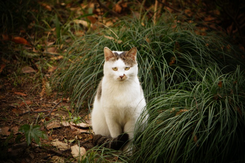 乖巧可爱的猫图片(10张)