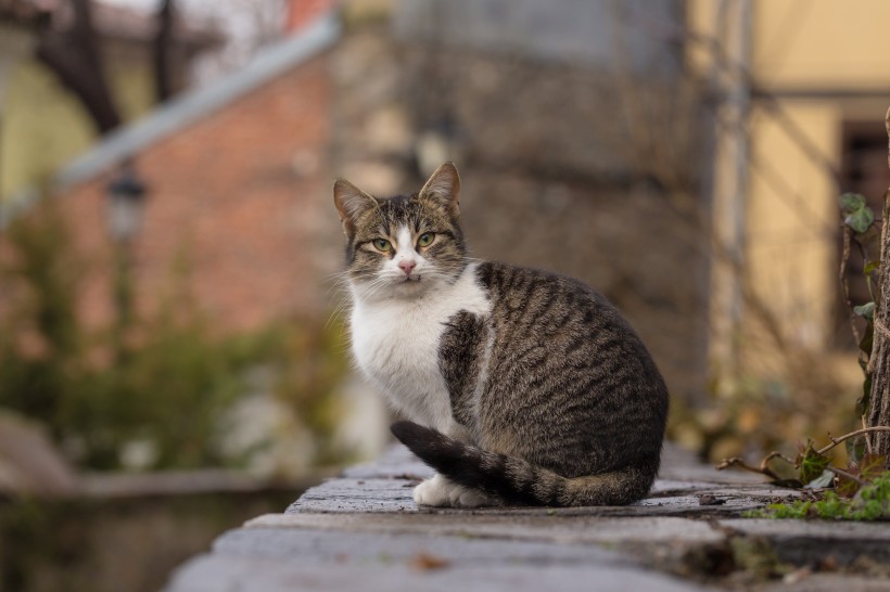 乖巧可爱的猫图片(10张)