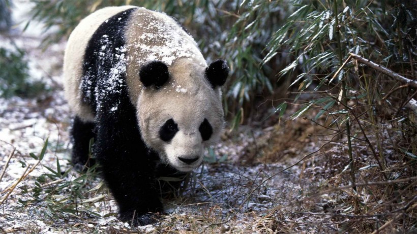 国宝熊猫图片(12张)