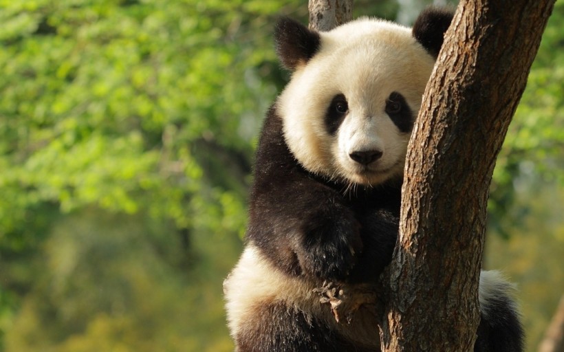 国宝熊猫图片(12张)