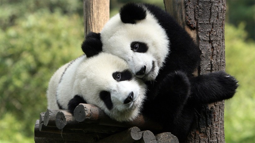 国宝大熊猫图片(15张)