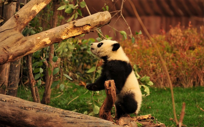 国宝大熊猫图片(15张)