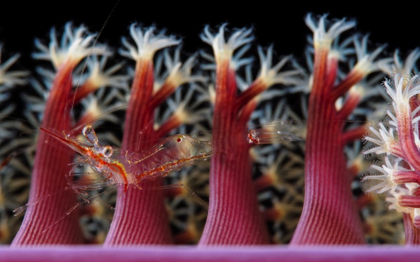 奇妙的海底生物图片(24张)