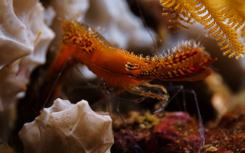 奇妙的海底生物图片(24张)