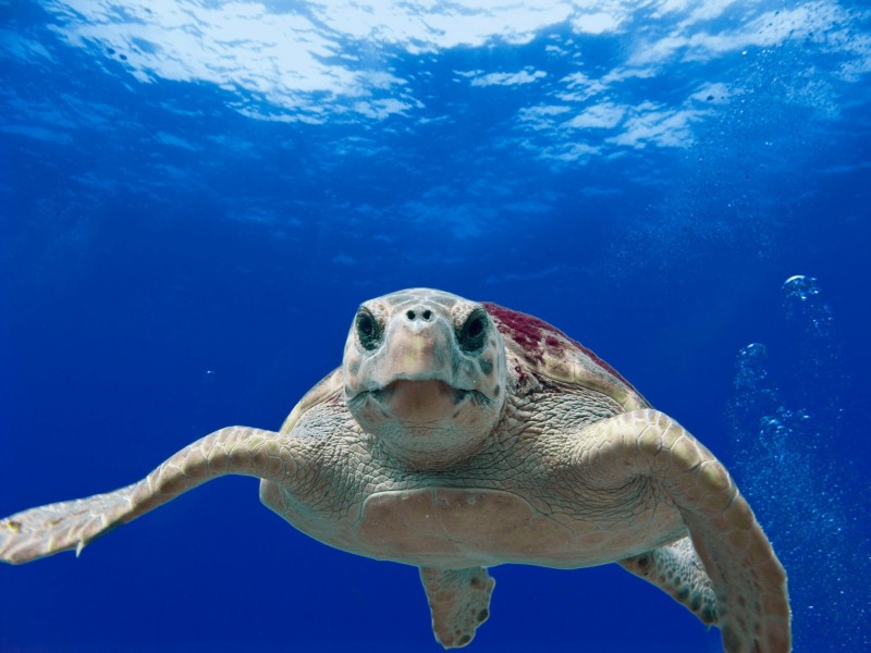 长寿的海龟图片(12张)