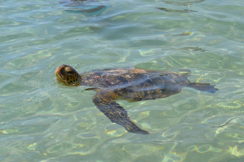 憨态可掬的海龟动物图片(14张)